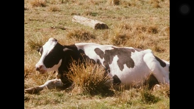 青春祭剧照的剧照