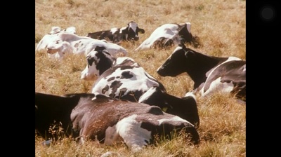 青春祭剧照的剧照