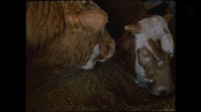 青春祭剧照的剧照