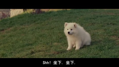 假结婚剧照的剧照