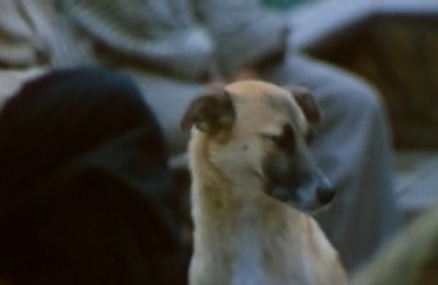 边城剧照的剧照