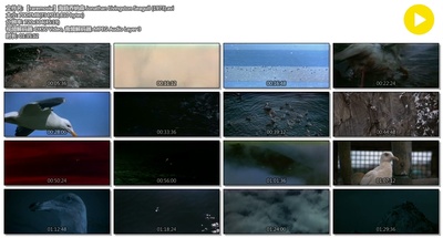 海鸥乔纳森剧照的剧照