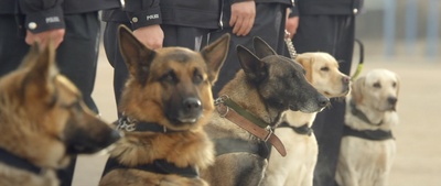 西北风云剧照的剧照