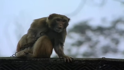 变脸剧照的剧照