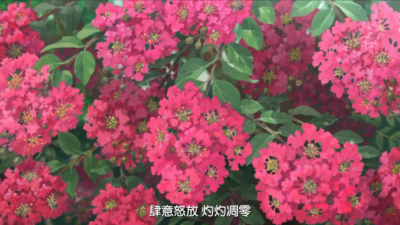 百日红剧照的剧照