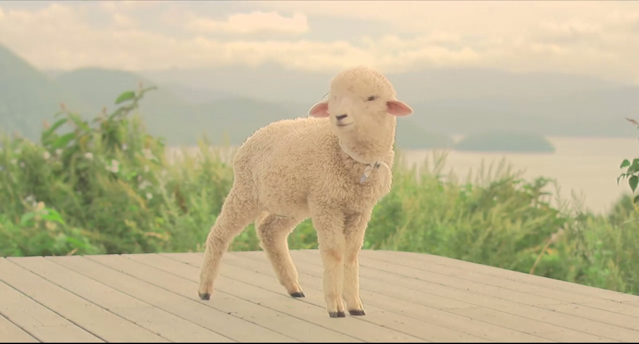 幸福的面包剧照的剧照