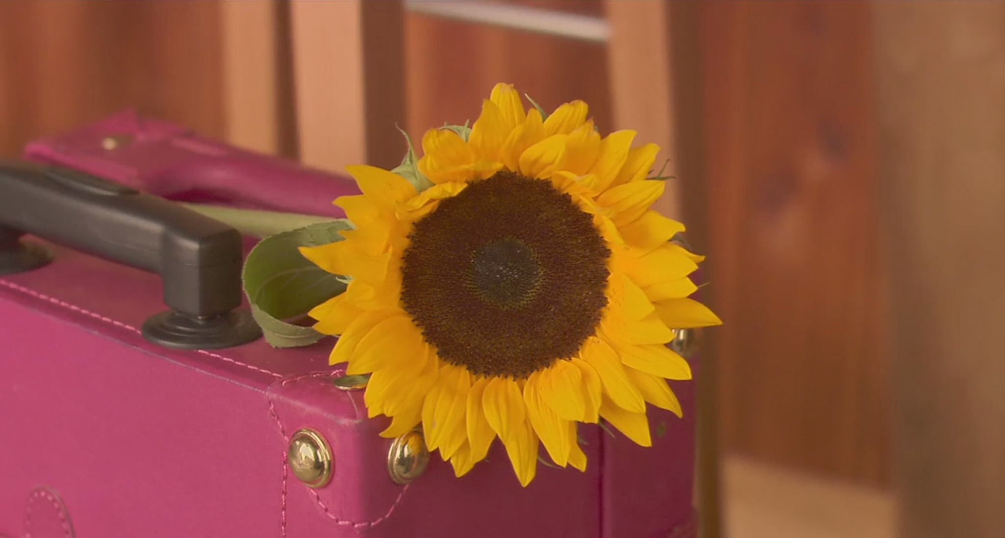 幸福的面包剧照的剧照