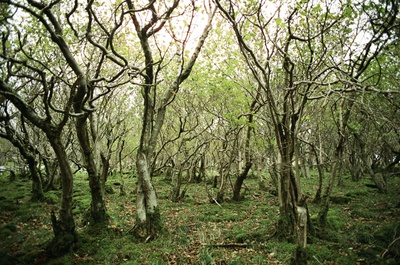 呼啸山庄剧照的剧照