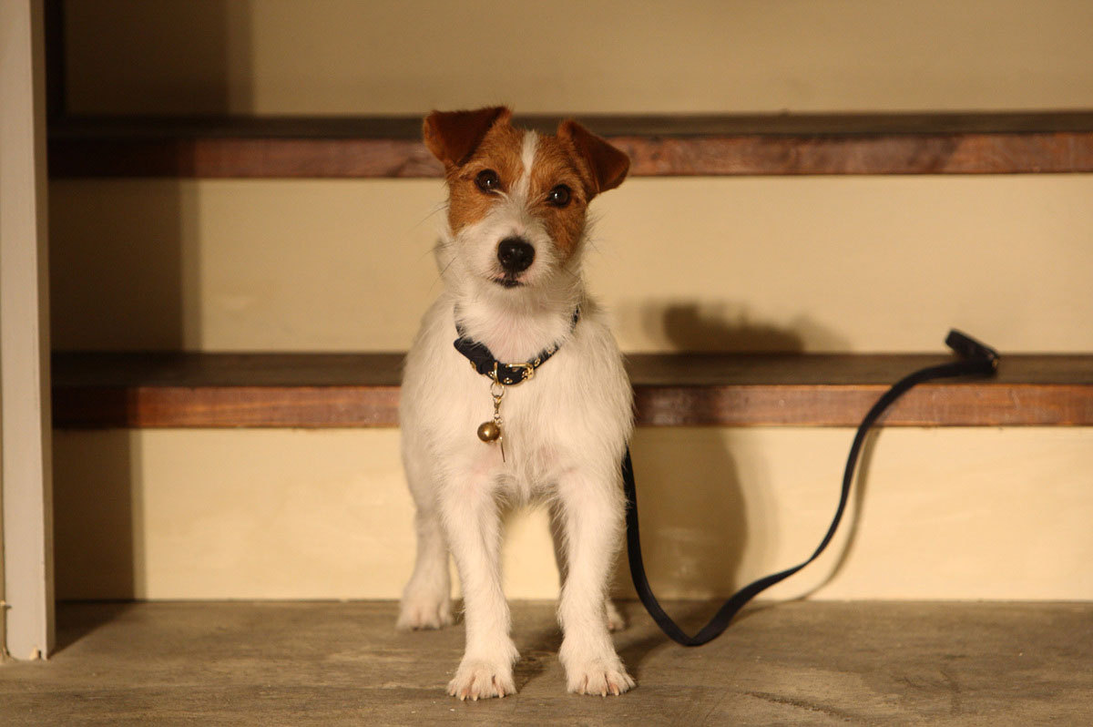 偷狗的完美方法剧照的剧照