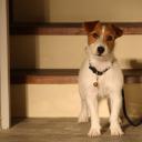 偷狗的完美方法剧照