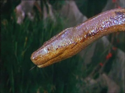 森林王子剧照的剧照