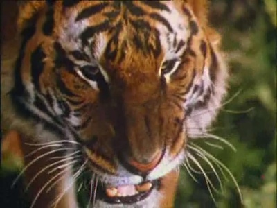 森林王子剧照的剧照