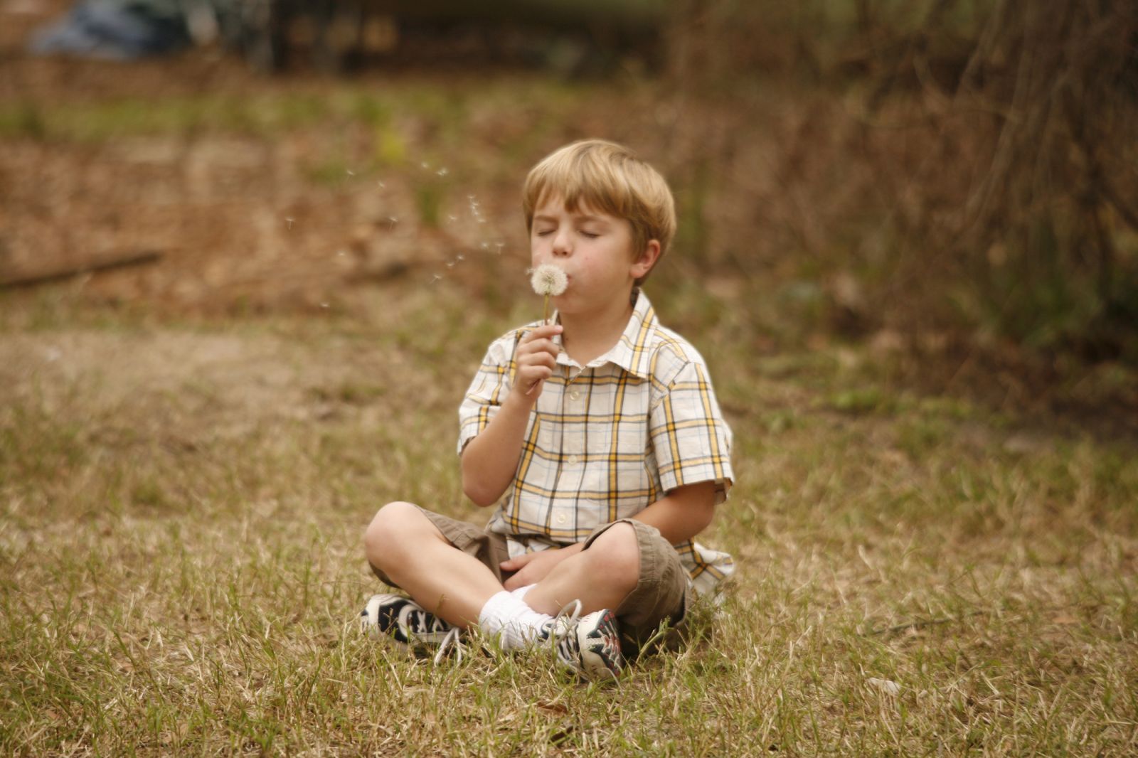 蒲公英的灰尘剧照的剧照