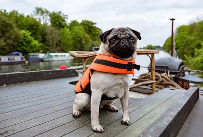 我的冤家是条狗剧照的剧照