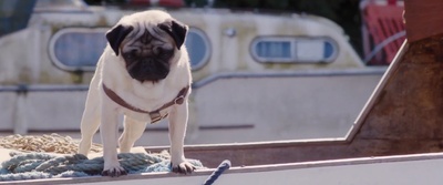 我的冤家是条狗剧照的剧照