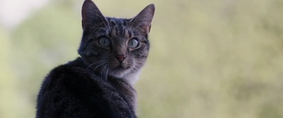 我的冤家是条狗剧照的剧照