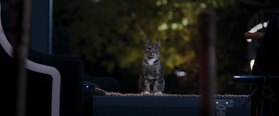 我的冤家是条狗剧照的剧照