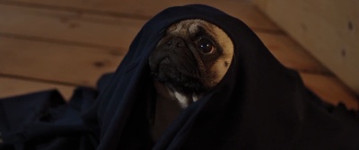 我的冤家是条狗剧照的剧照