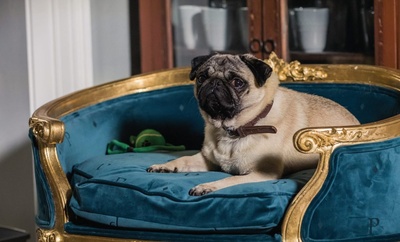 我的冤家是条狗剧照的剧照