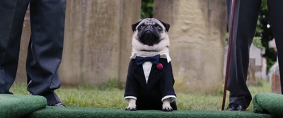 我的冤家是条狗剧照的剧照