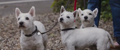 我的冤家是条狗剧照的剧照