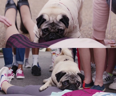 我的冤家是条狗剧照的剧照