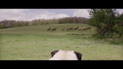 我的冤家是条狗剧照的剧照