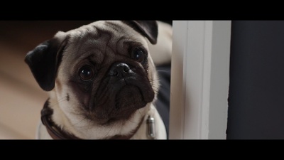 我的冤家是条狗剧照的剧照