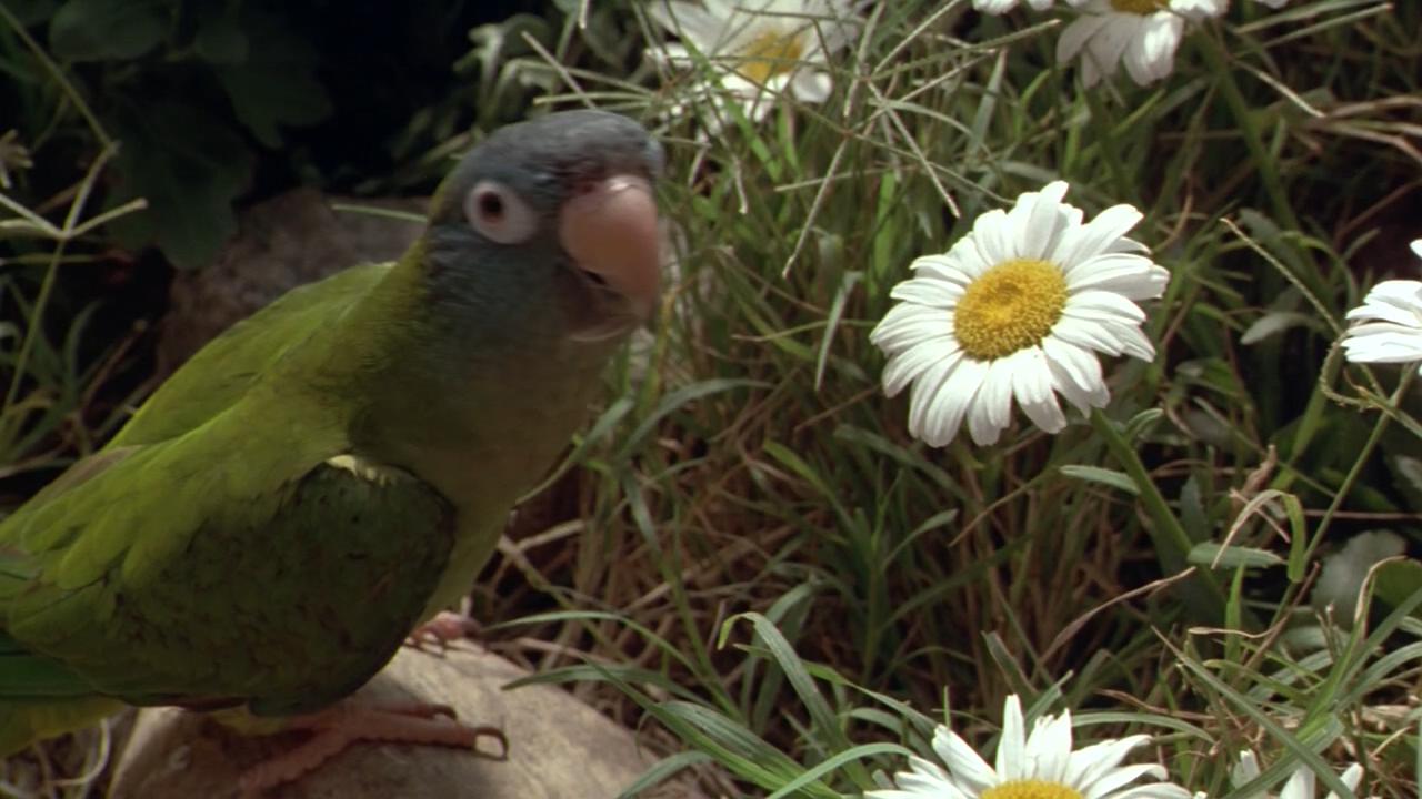 阿鹦爱说笑剧照的剧照