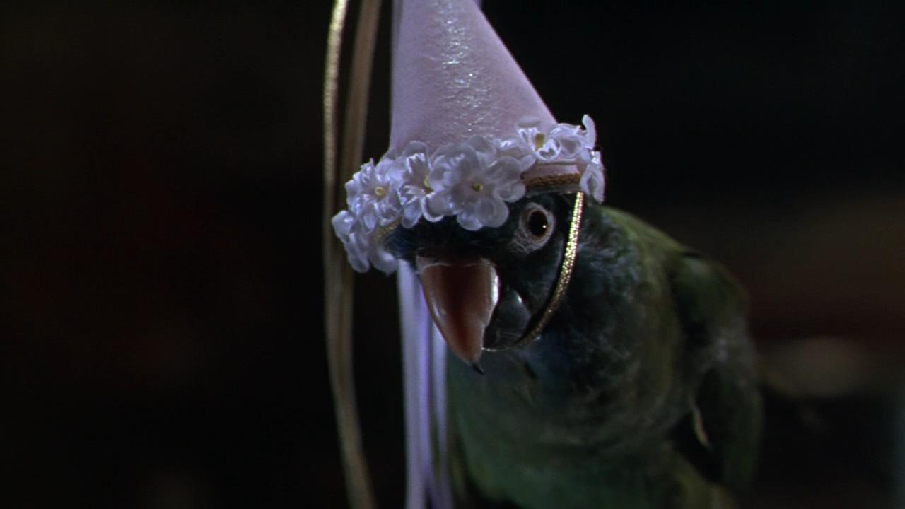 阿鹦爱说笑剧照的剧照