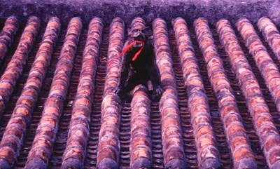 再见箱舟剧照的剧照