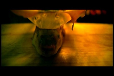 厨子戏子痞子剧照的剧照