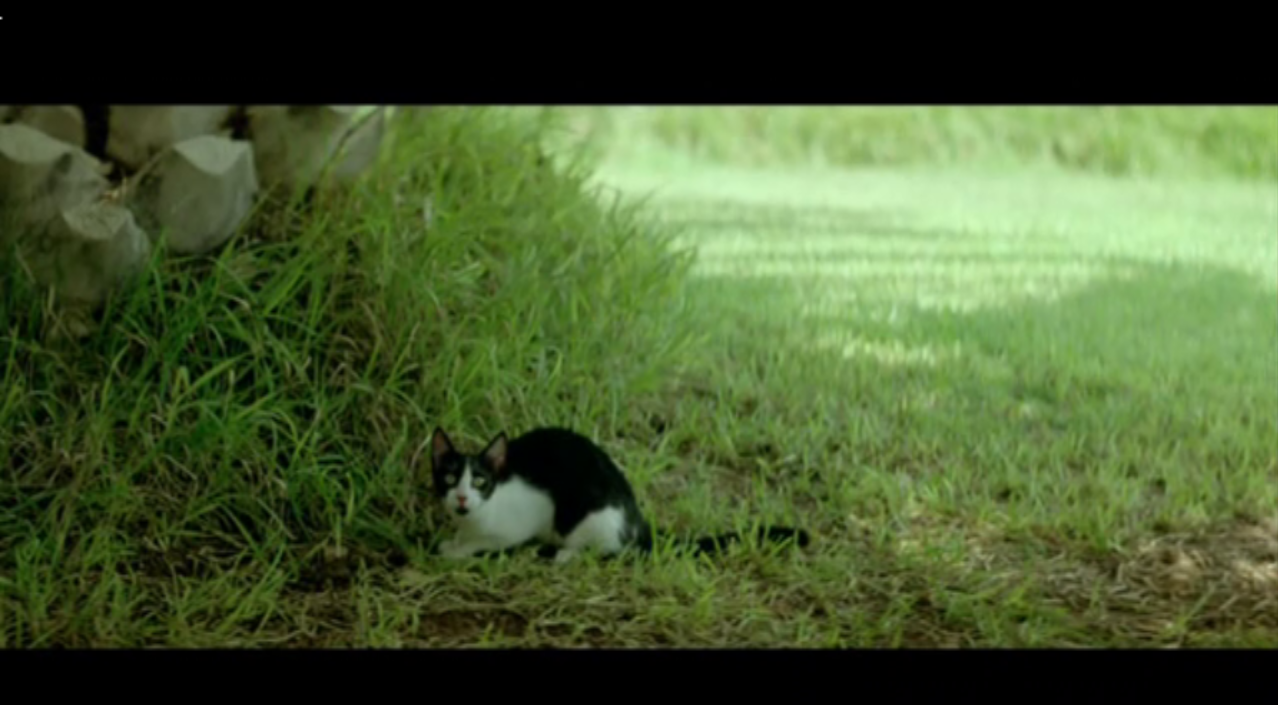 狗牙剧照的剧照