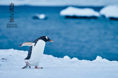 南极之恋剧照的剧照
