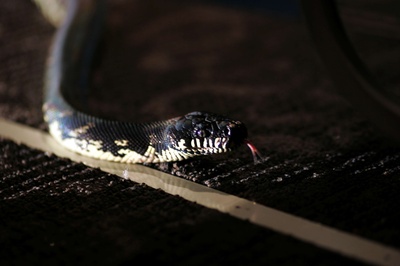 航班蛇患剧照的剧照