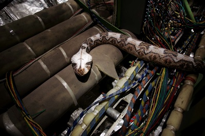 航班蛇患剧照的剧照