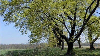 清秀佳人剧照的剧照