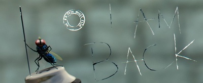 功夫小蝇剧照的剧照