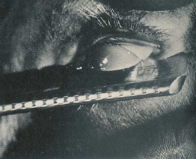 一条安达鲁狗剧照的剧照