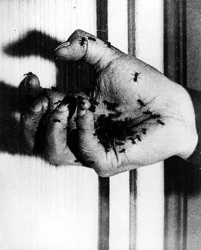 一条安达鲁狗剧照的剧照