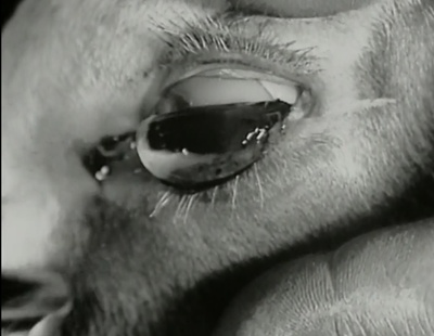 一条安达鲁狗剧照的剧照