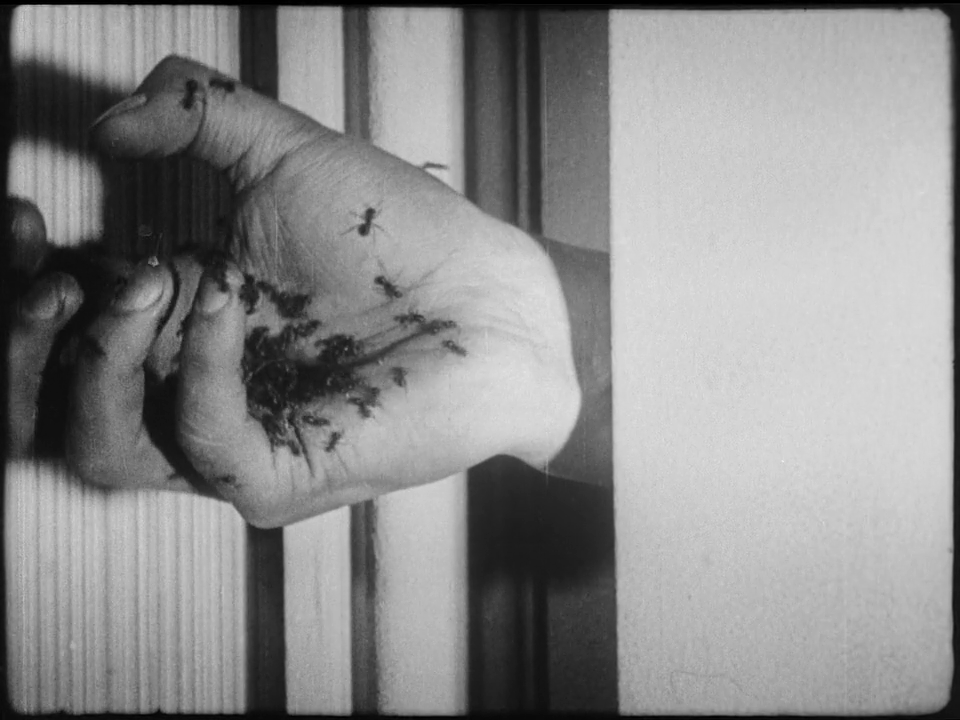 一条安达鲁狗剧照的剧照