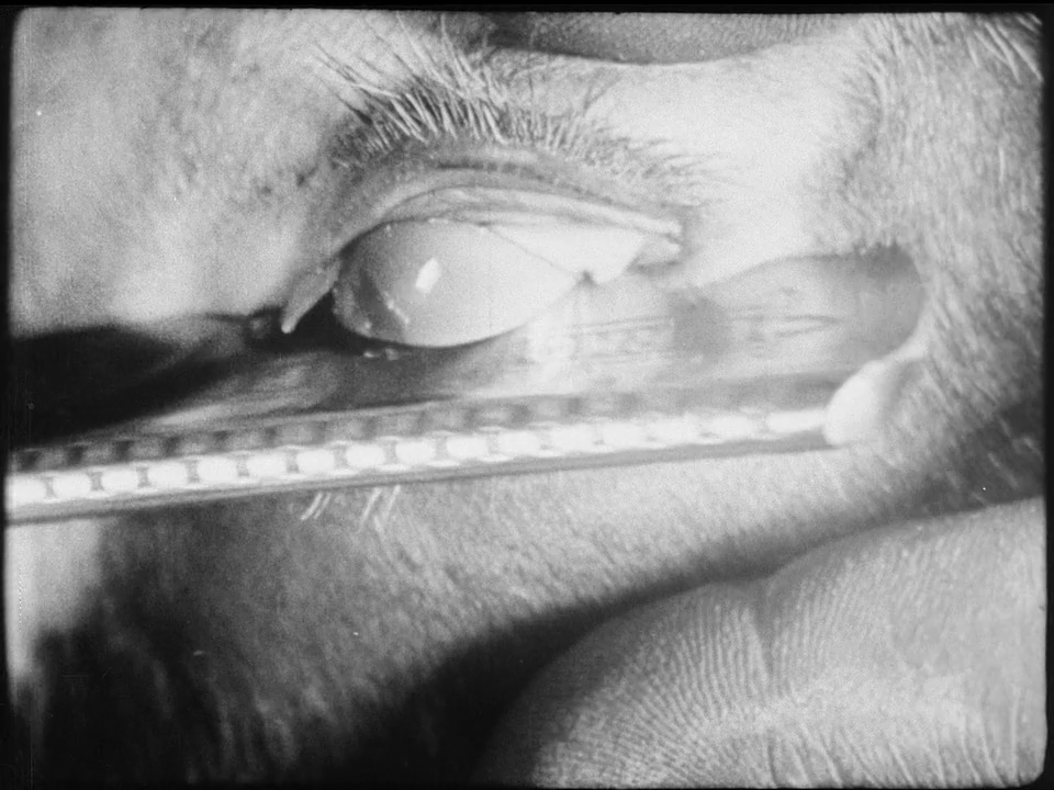 一条安达鲁狗剧照的剧照