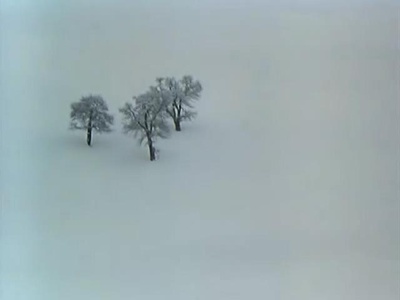 愿望树剧照的剧照