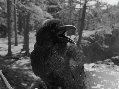 处女泉剧照的剧照