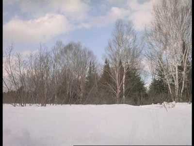 野性的呼唤：育空的狗剧照的剧照