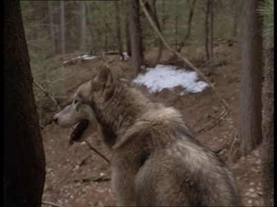 野性的呼唤：育空的狗剧照的剧照