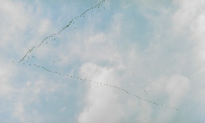 大移民剧照的剧照