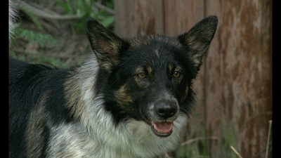 大移民剧照的剧照