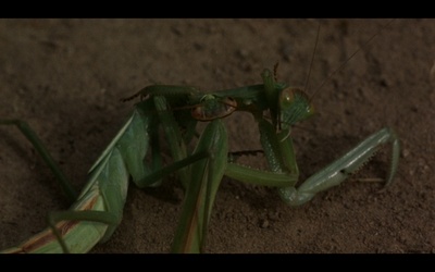 楢山节考剧照的剧照